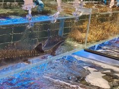 -雍容荟帝王蟹活龙虾展台自助(IFS黑金店)