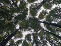 -山王坪喀斯特国家生态公园