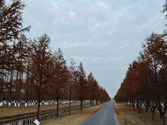 -黄海国家森林公园