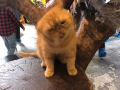 -more than meow吴止猫主题餐厅(承德 中船汇店)
