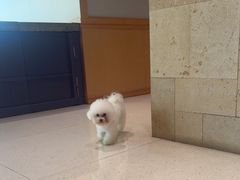 -帕帕拉兹宠物(亚洲旗舰店)