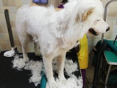 -宠颐生宠物医院·骨外科·犬猫全科诊疗中心(池州店)