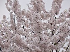 -顾村公园