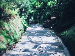 -缙云山景区