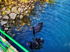 -长白岛森林公园