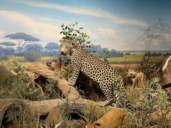 -陕西自然博物馆