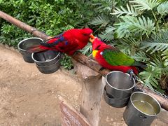 -南宫五洲植物乐园