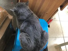 -万商花鸟市场