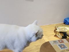 -有猫主题·治愈系猫咖(曾厝垵店)