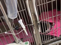 -派美特宠物医院·核磁CT·骨科肿瘤·疑难转诊(沈农禾丰店)