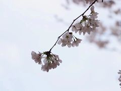 -武汉大学-樱园