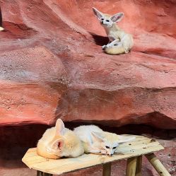 -Zoolung Zoolung动物主题公园(海信广场店)