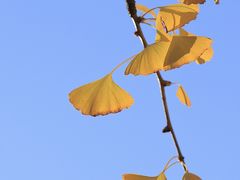 -上海佘山国家森林公园天马山园