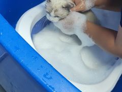 -爱佳宠物中心医院·骨外科·猫专科·急重症(瑶海万达店)