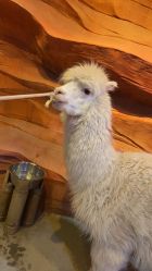 -酷嗒动物文化乐园(cutezoo西溪乐天城店)