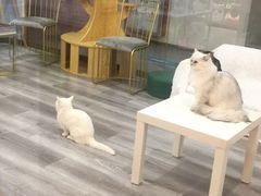 -BABIT巴比特宠物(MOMOPARK店)