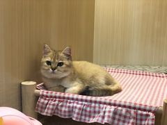 -momokira米努特·德文卷毛猫·棉花面纱犬