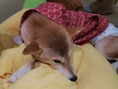 -逗柴咖啡屋·狗咖猫咖宠物桌游