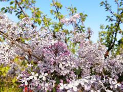 -北京西山国家森林公园