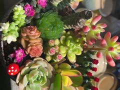 -朝来春花卉市场