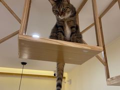 -滚猫咖啡·猫咖·猫友好撸猫(未来城店)