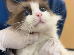 -瑞派康怡24h宠物医院·犬猫医疗中心·微创绝育(瑞景分院)