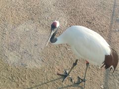 -盐城丹顶鹤湿地生态旅游区