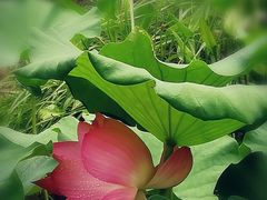 -陈家山荷花公园