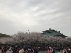 -武汉大学-樱园