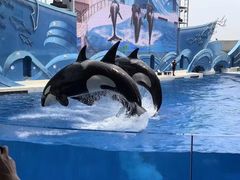 -上海海昌海洋公园