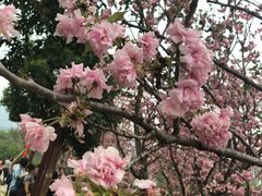 -天适樱花悠乐园