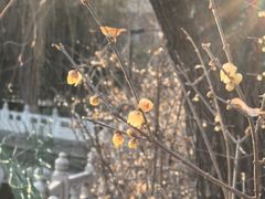 -丰台花园
