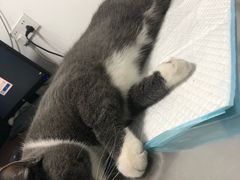 -艾吉宠物医院·疑难杂症转诊中心·猫友好(碧江路院)