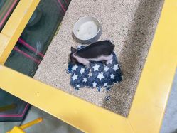 -神奇动物撸宠馆·羊驼·小浣熊·异宠(豫园店)