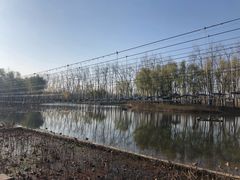 -微山湖红荷湿地景区