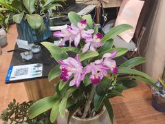 -双季花艺园艺市场(浦东店)