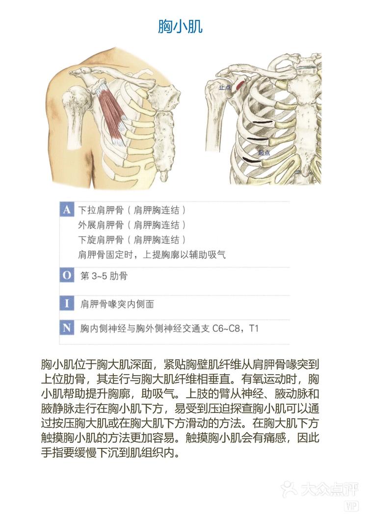 胸小肌起止点图片