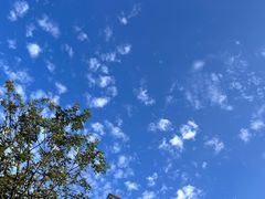 -王借岗森林公园
