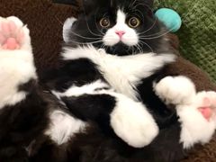 -爱妮康宠物医院·干细胞免疫细胞·肿瘤·心脏(张江店)