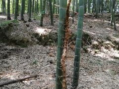 -宁波浙东大竹海景区