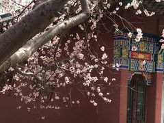-桃花堤公园