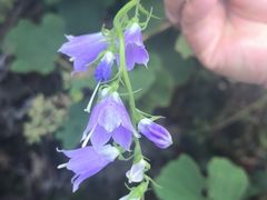 -武陵山森林公园