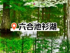 -池杉湖湿地公园