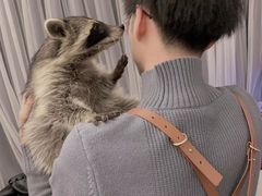-浣熊柯尔鸭土拨鼠·电玩咖