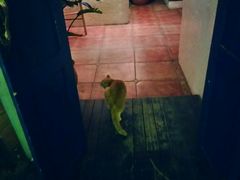 -Sirena海妖日咖夜酒