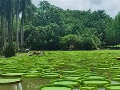 -中国科学院西双版纳热带植物园