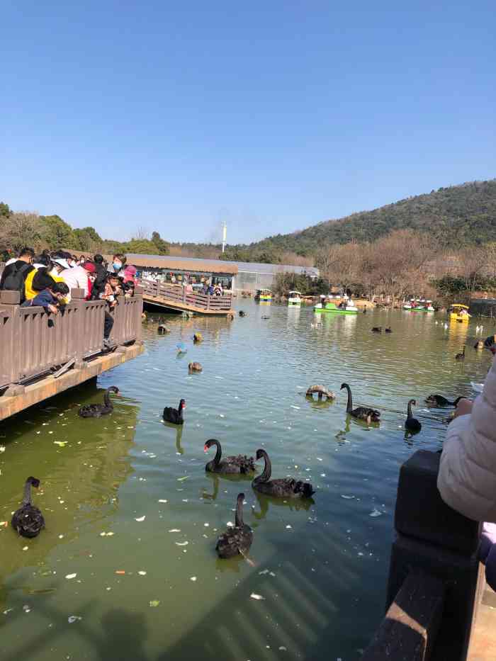 无锡动物园·太湖欢乐园-"[害羞]麻麻单位发的券,好久没来动物园.