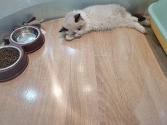 -BABIT巴比特宠物(MOMOPARK店)