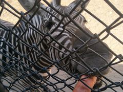 -阳光牧场自助餐厅(宝德购物中心店)