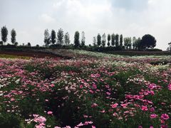 -紫颐香薰山谷景区